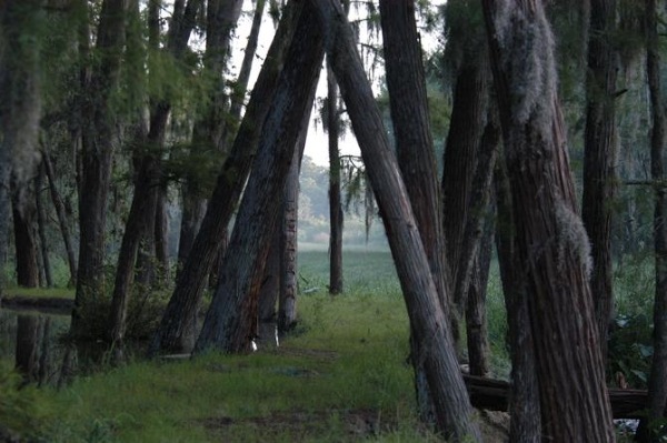 A path of grass winding between tall, gray tree trunks. 