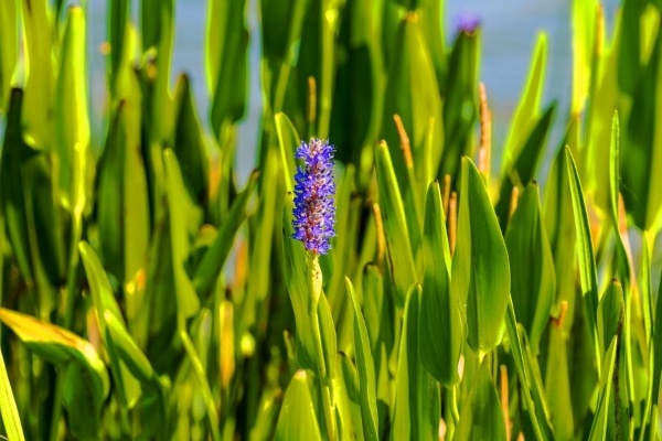 Tall green leaves with a single purple fuzzy flower in the center, found along one of Orlando's hiking trails.