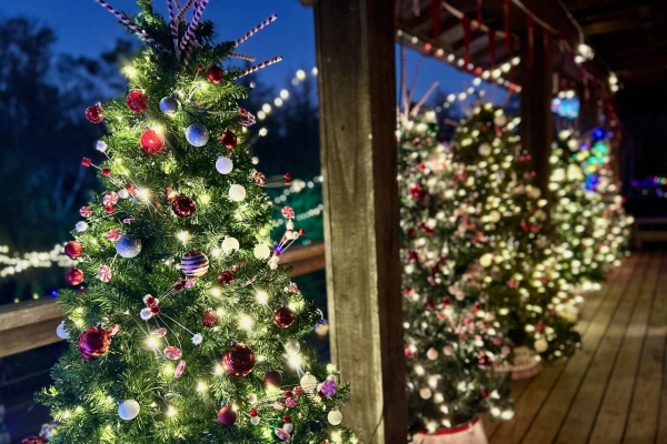 A row of decorated Christmas trees at Wekiva Island's Winter Wonderland event, perfect for a holiday date night.