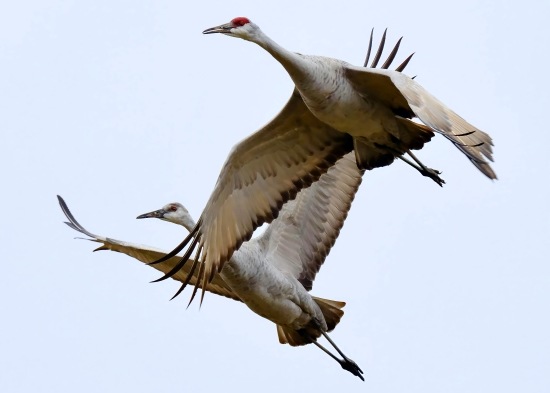 Two large sandhill cranes in flight. 