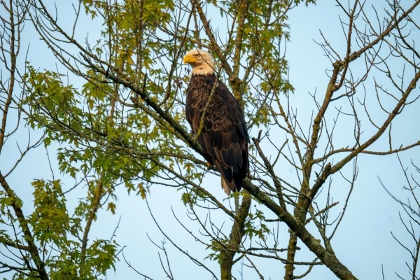 A bald eagle sits on a branch amidst treetop greenery. 