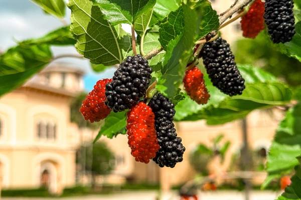 Emma's Creekside Farm: True Farm to Table at Rosen Shingle Creek 3 A close-up of large red and black berries hanging on a branch in Emma's Creekside Farm at Rosen Shingle Creek.