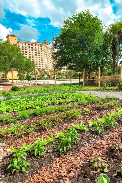 Emma's Creekside Farm: True Farm to Table at Rosen Shingle Creek 4 Rows of green crops growing in Emma's Creekside Farm, the onsite garden at Rosen Shingle Creek.