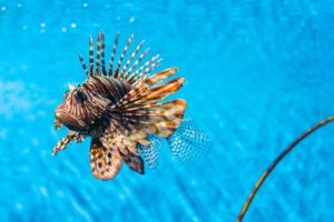 Lionfish, an invasive species in coastal areas near Orlando. SCUBA divers can go on fishing excursions to help control their population. 
