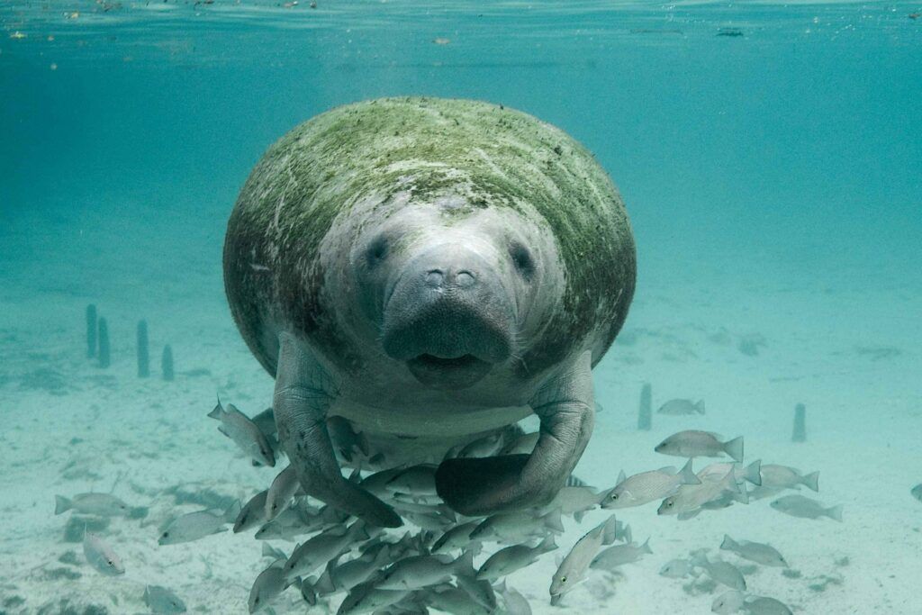 Florida Wildlife Manatee