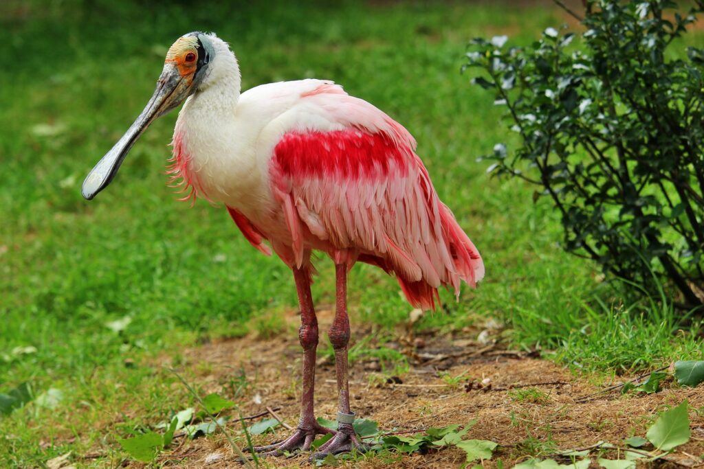 Florida Wildlife Roseate Spoonbill