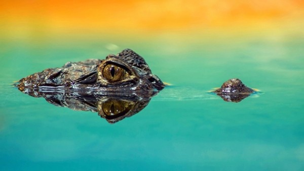 A small dark gator floats underwater with its eyes and snout above the surface.