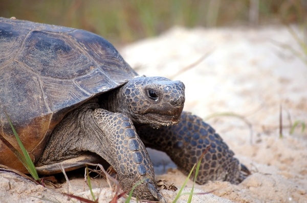 A brown and gray gopher tortoise in the sand.