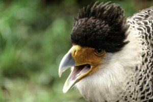 Great Florida Birding Trail - Crested Caracara