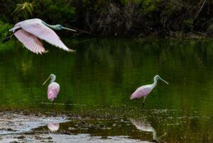 Great Florida Birding Trail - Roseate Spoonbill