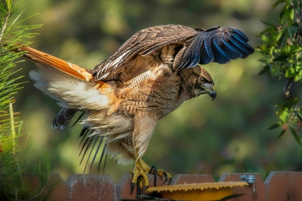 A hawk lands on a fence post surrounded by greenery.