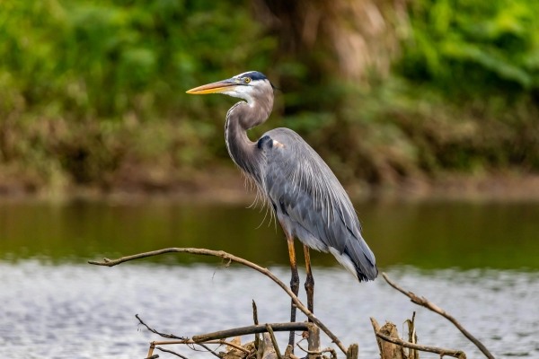 A Great Blue Heron with gray feathers, a long neck, and a yellow beak stands on twigs beside a body of water.
