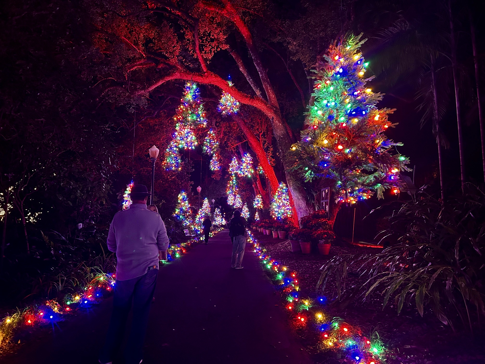 A dimly lit outdoor trail lined in Christmas lights with large lit Christmas trees hanging overhead.