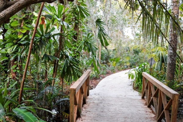 A wooden bridge curving through a forest-like area with lush green trees and foliage.