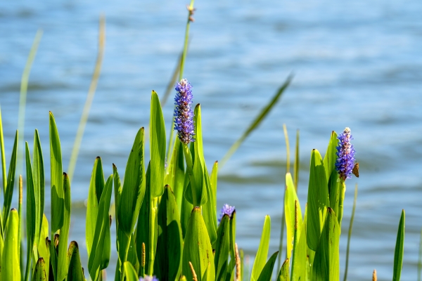 A Golfer's Guide to Shingle Creek Golf Club: Course Highlights and Tips 2 Green and purple plants growing lakeside at Shingle Creek Golf Club located next to Rosen Shingle Creek in Orlando.