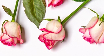 A close-up of pink roses