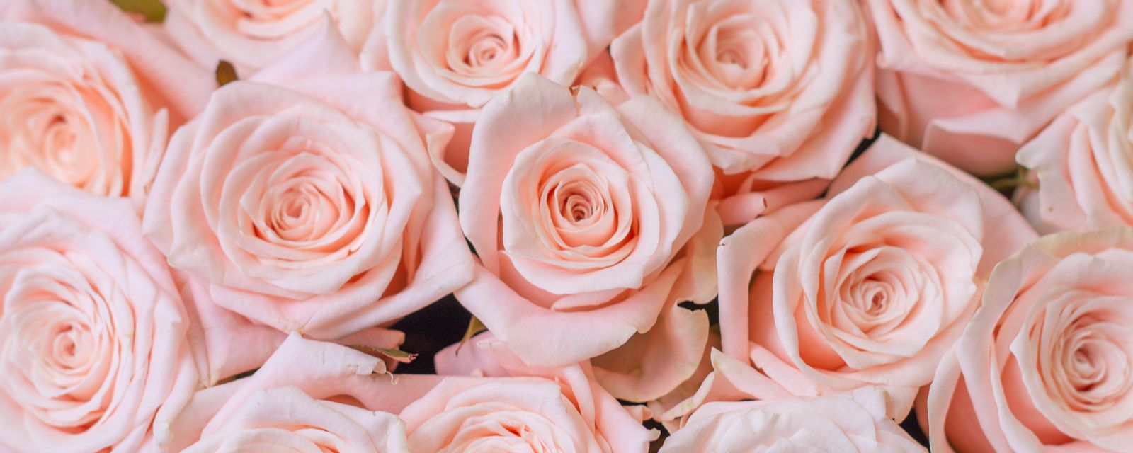 A close-up of pale pink roses