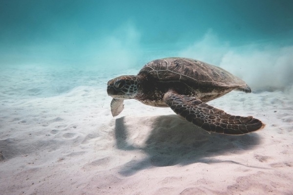 A sea turtle swims along the sandy bottom of the ocean.