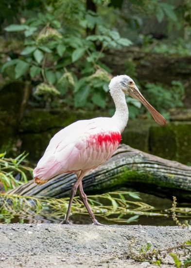 A pink and white bird with a large, flat bill stands beside marshy greenery.