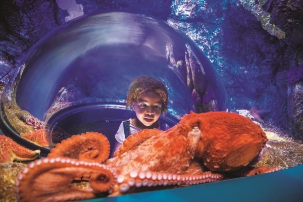 A child watches an orange octopus in wonder from an observation bubble in an aquarium. 