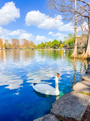A swan swimming at Lake Eola Park in downtown Orlando.